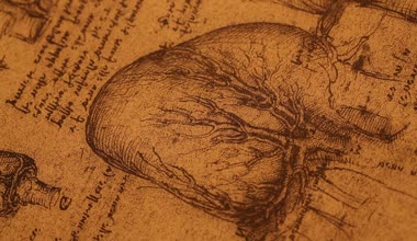 Anatomy art